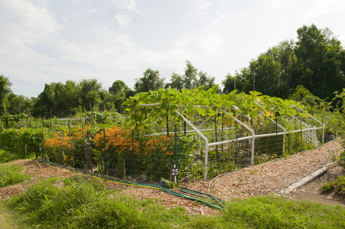 organic community garden