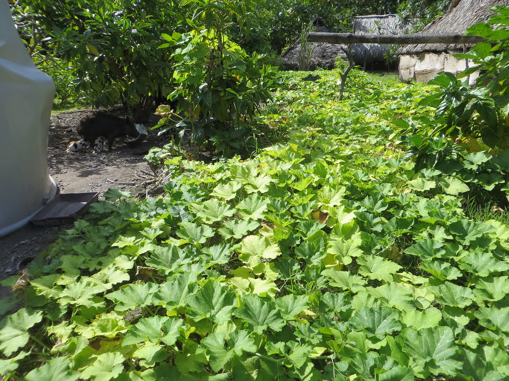 coastal community garden