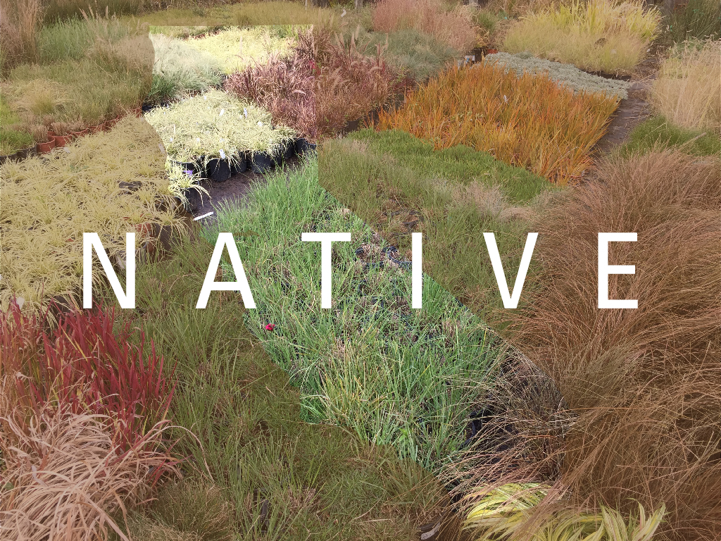 coastal native plants landscaping