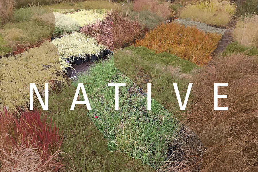 coastal native plants landscaping