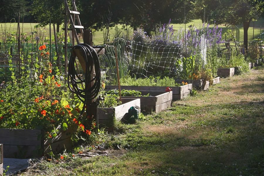 sunrise community garden